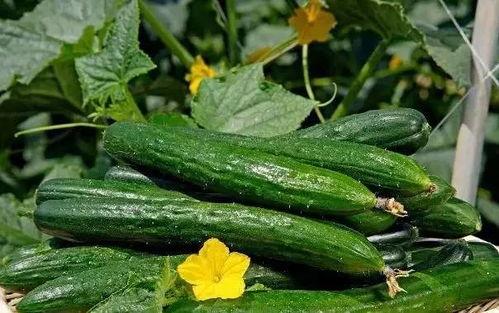 吃瓜网每日大赛主题大赛,揭秘吃瓜网每日大赛主题大赛精彩瞬间